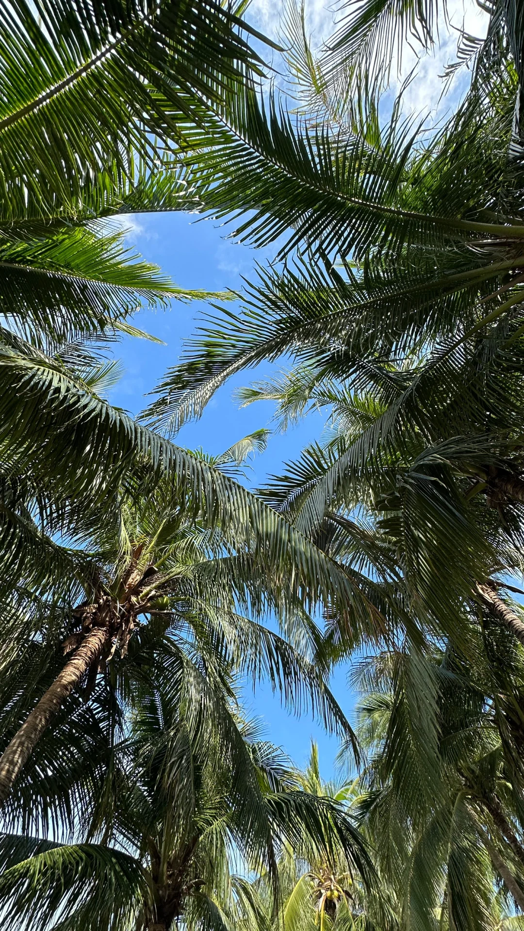 传说中的西岛岛服果然很出片🏝️