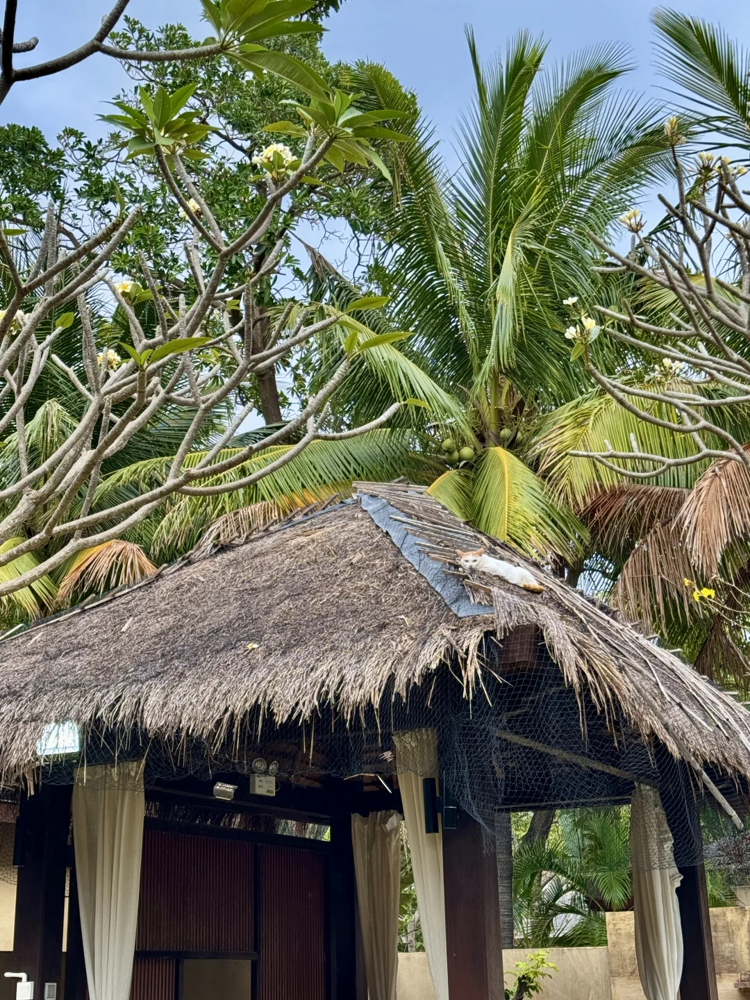 沙滩、阳光、海浪、椰子?