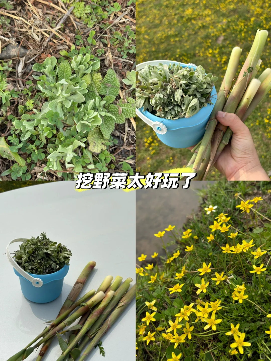 春日0元遛娃指南｜武汉版新疆小伊犁