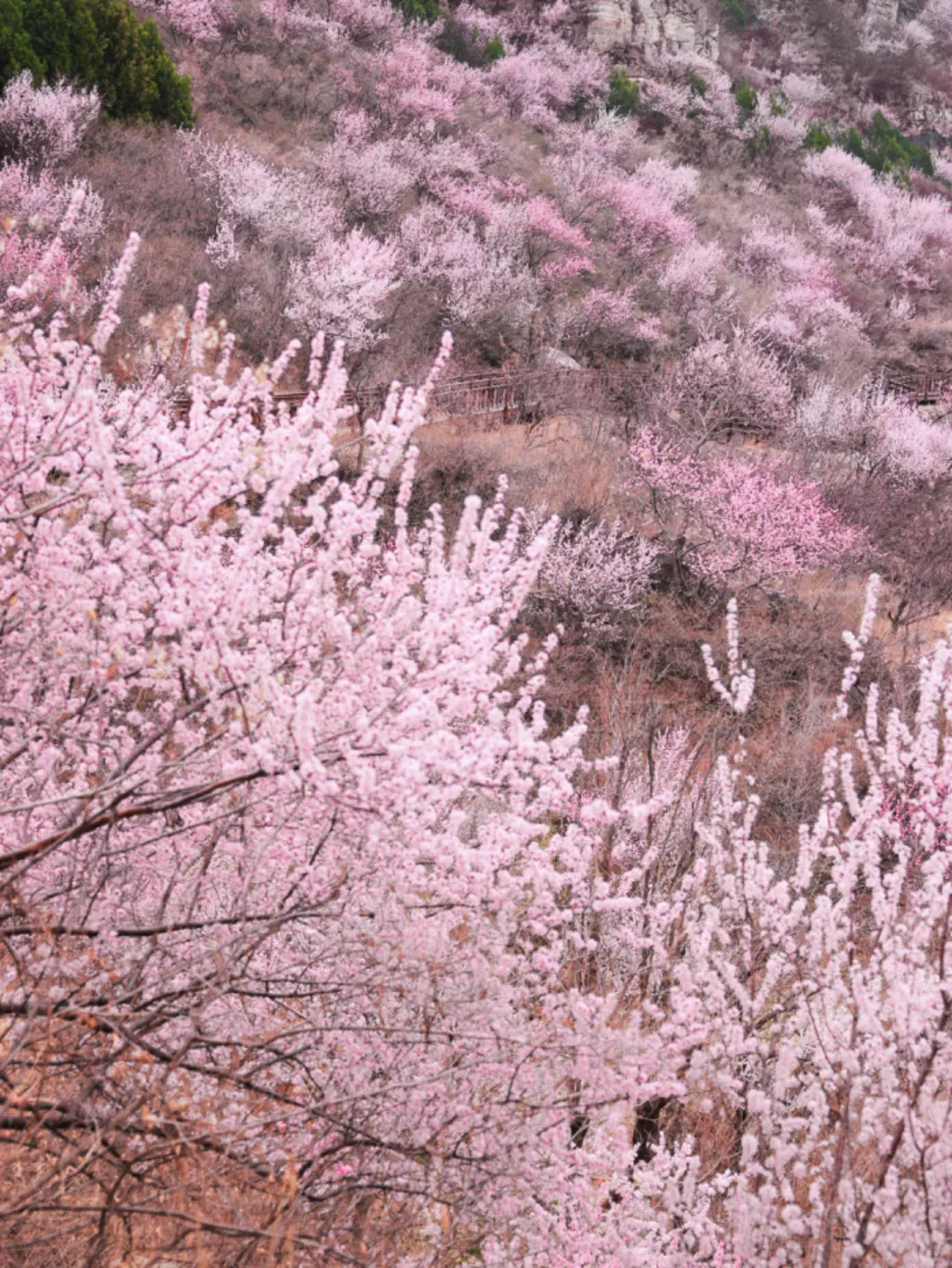 赏?记｜3月的西峪村美的不像话?低幼友好