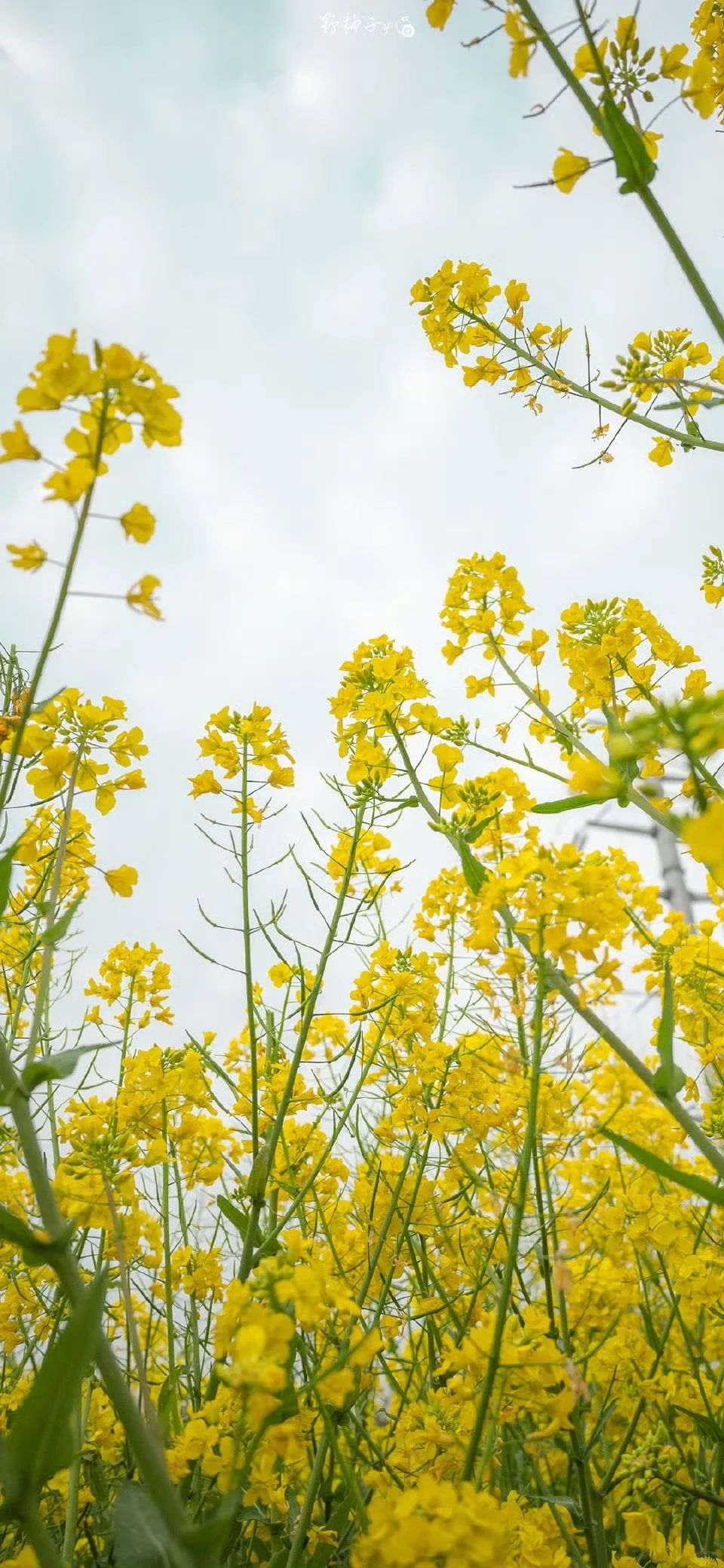 春天鲜花壁纸