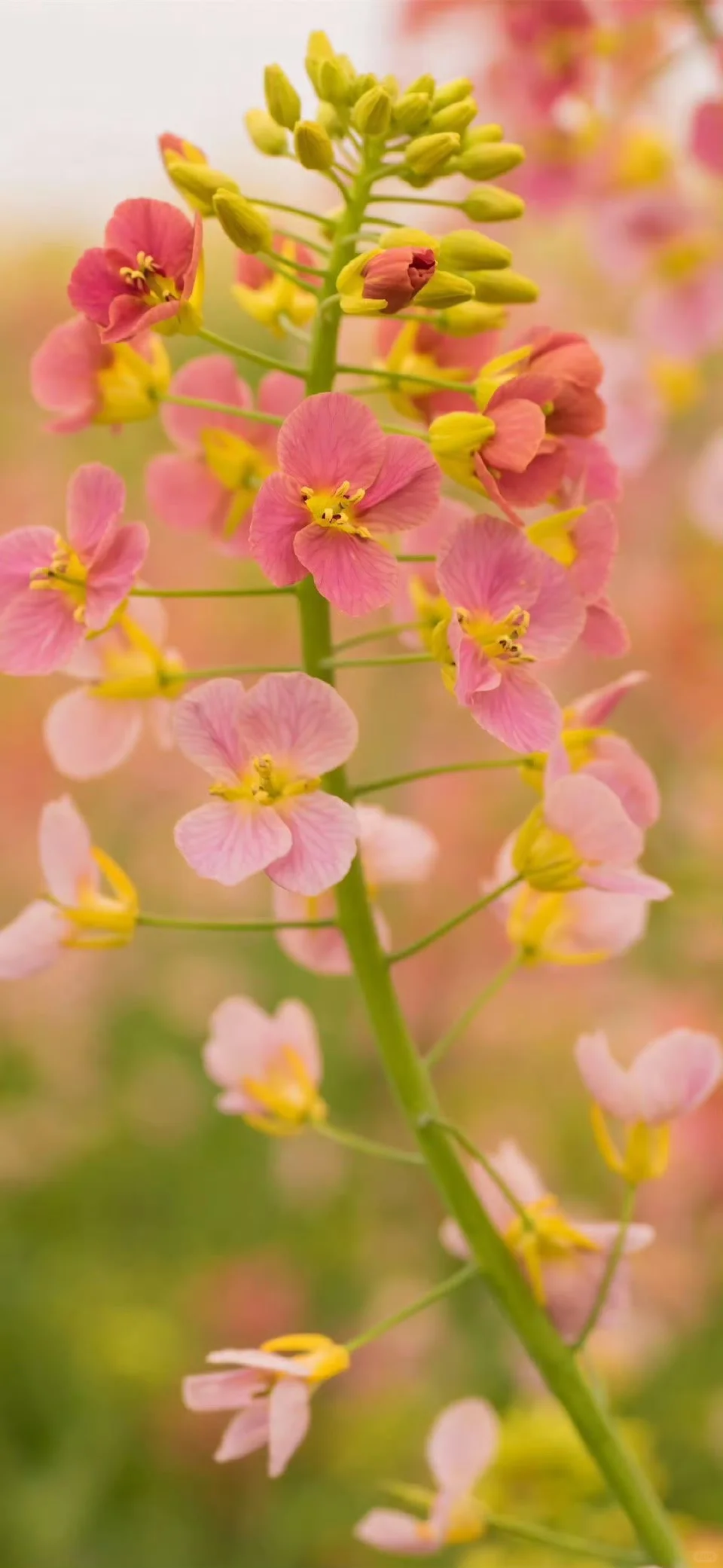 春天鲜花壁纸