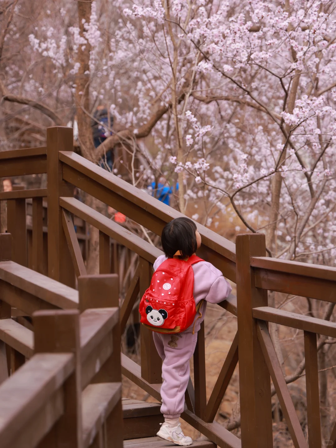 赏?记｜3月的西峪村美的不像话?低幼友好