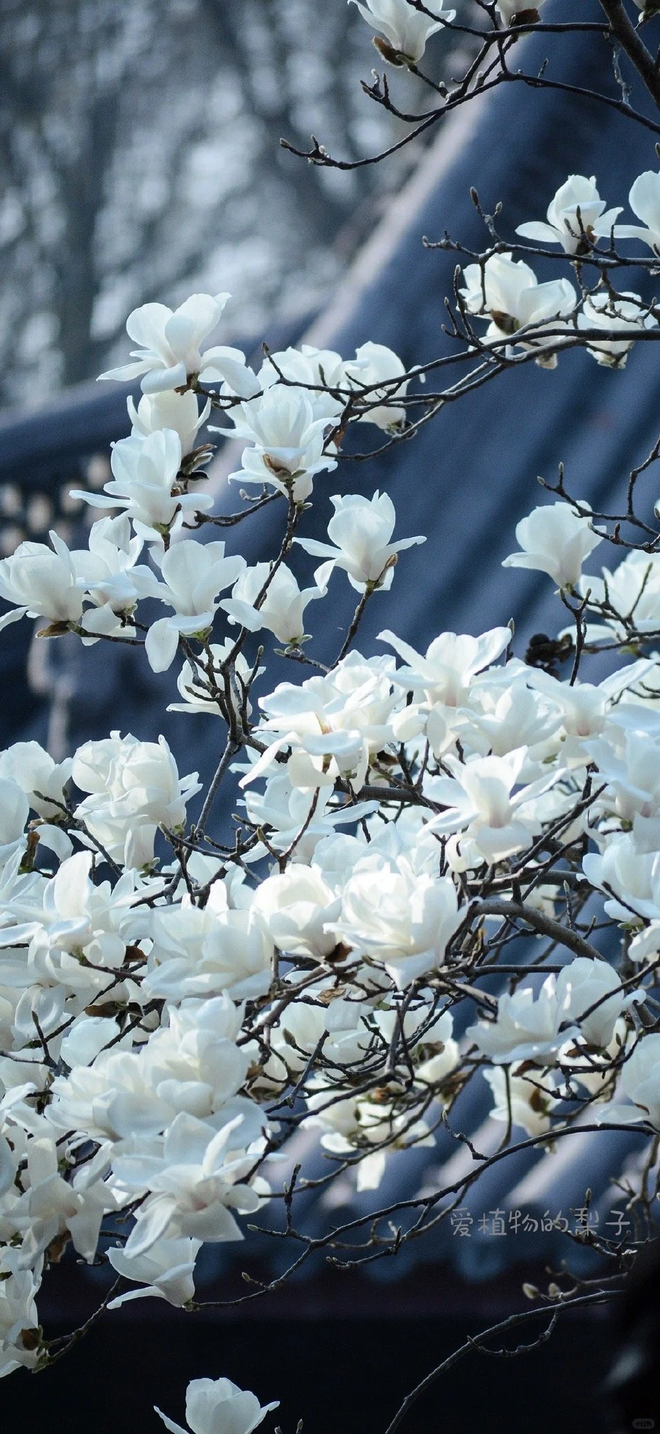 春天鲜花壁纸