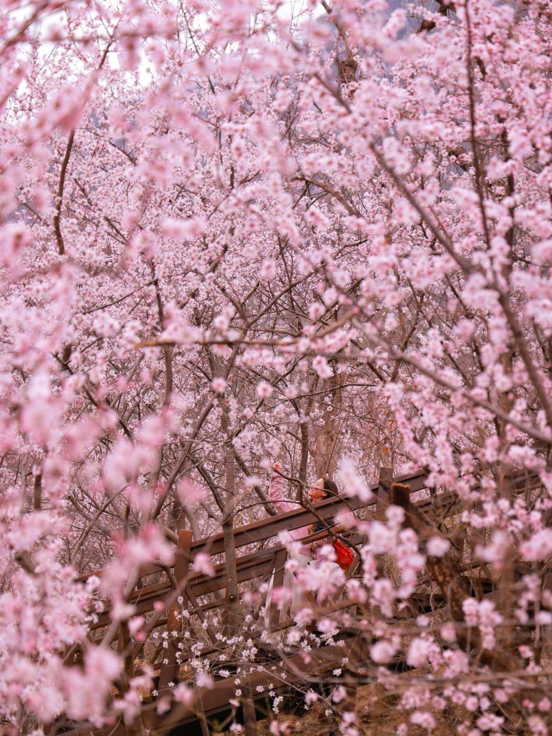 赏🌸记｜3月的西峪村美的不像话🌸低幼友好