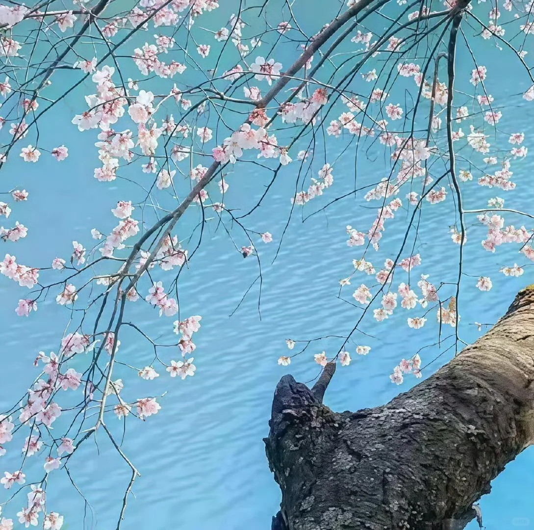 气质甜美清冷女头像和背景图搭配