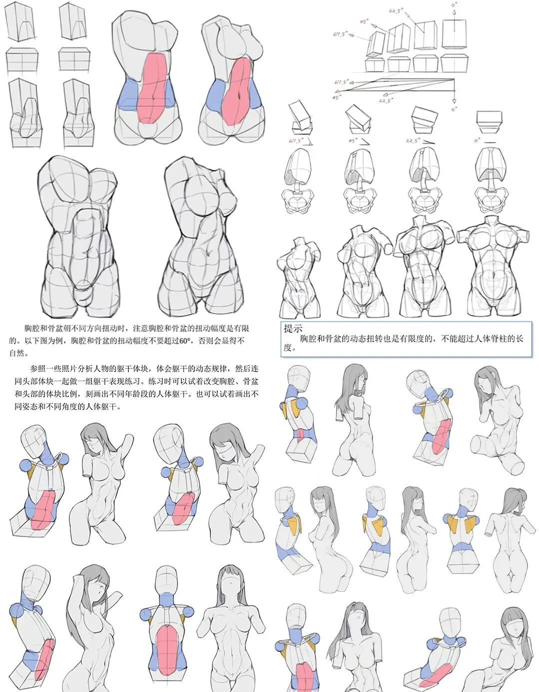 人体肌肉结构透视图～