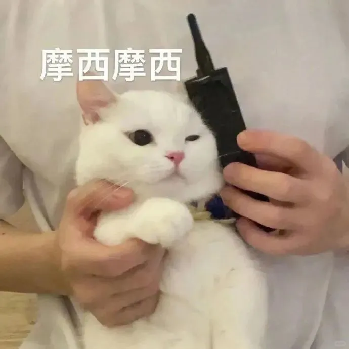 表情包3⃣️0⃣️｜“不知所措”猫