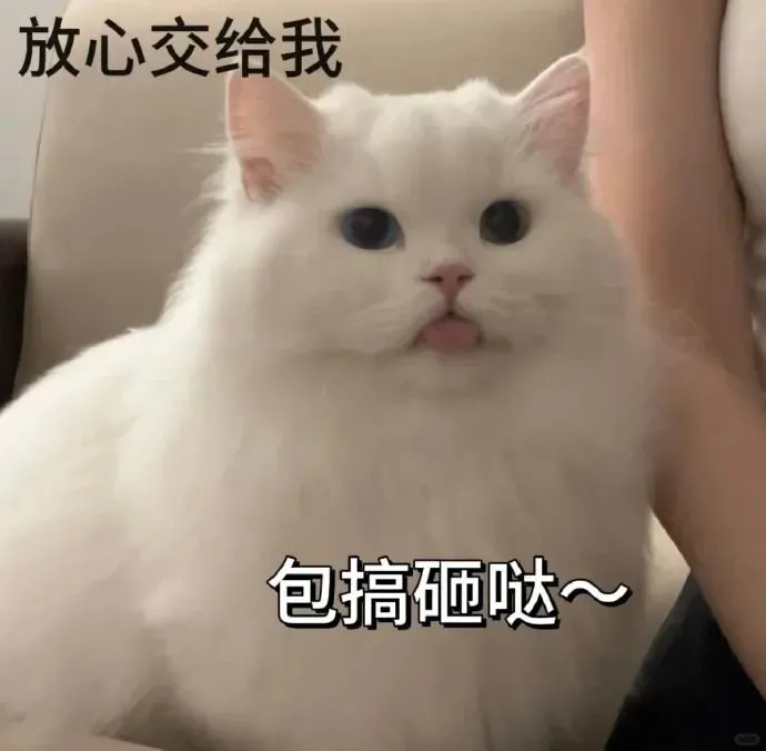 表情包3⃣️0⃣️｜“不知所措”猫