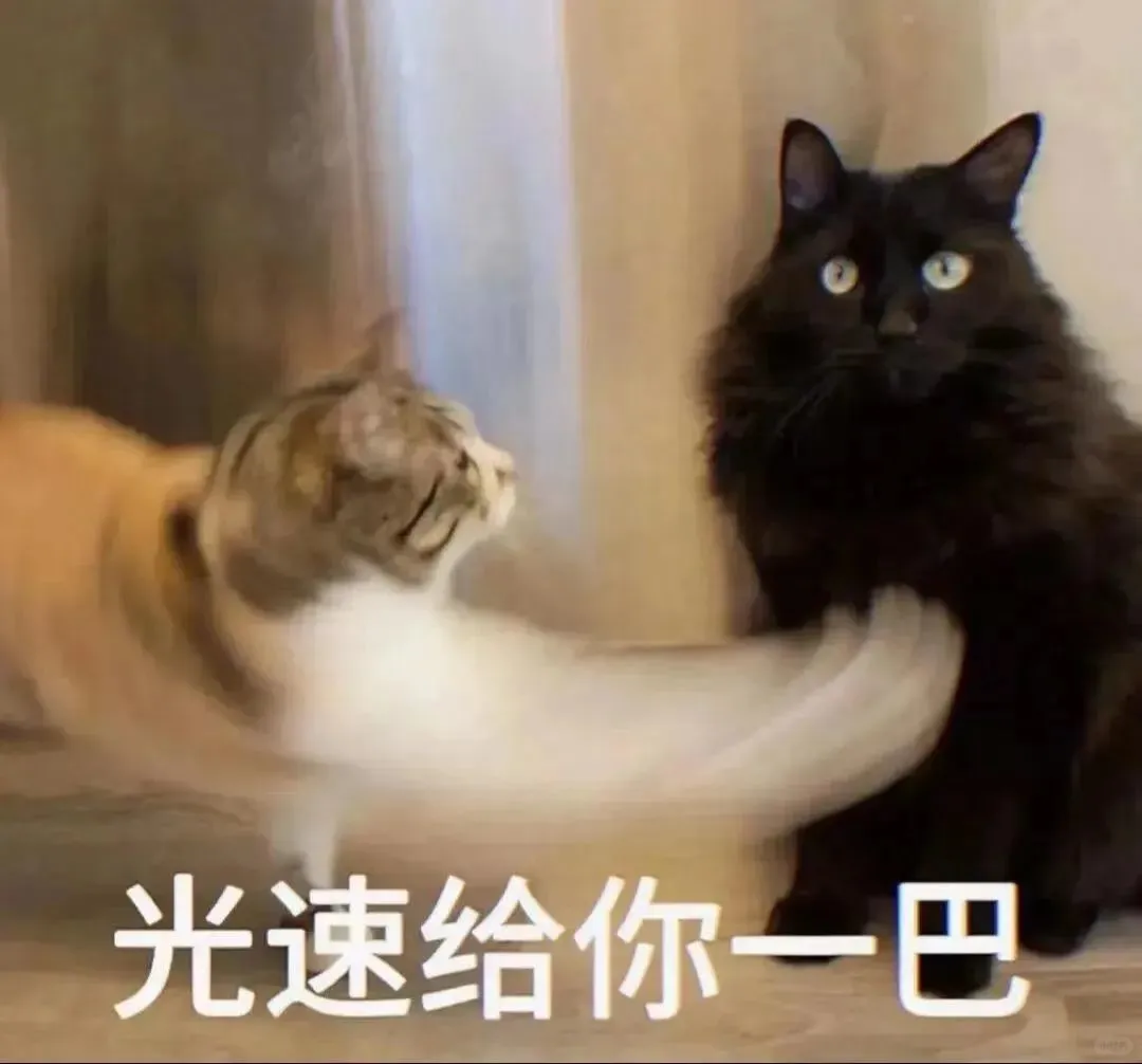 表情包3⃣️0⃣️｜“不知所措”猫