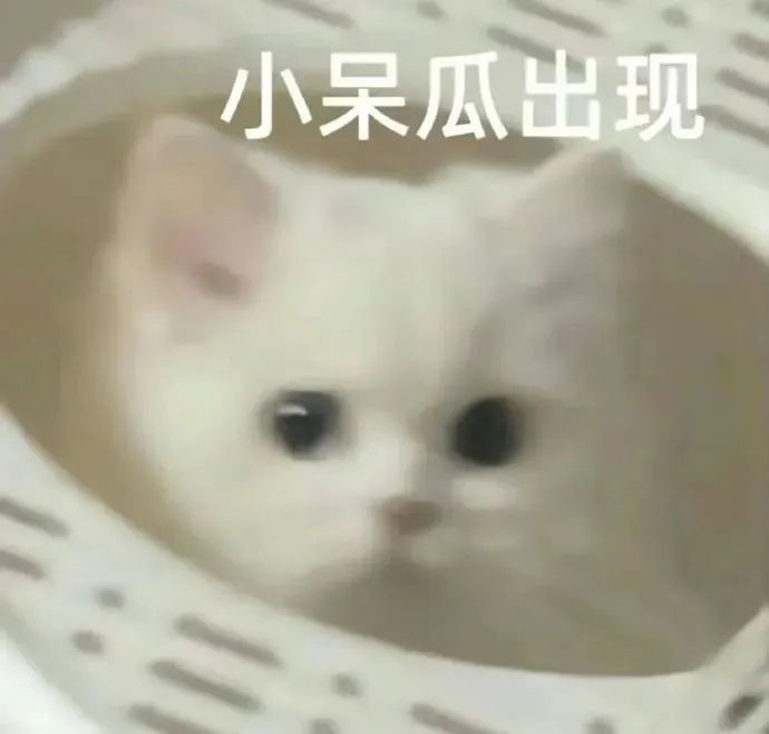 表情包3⃣️0⃣️｜“不知所措”猫