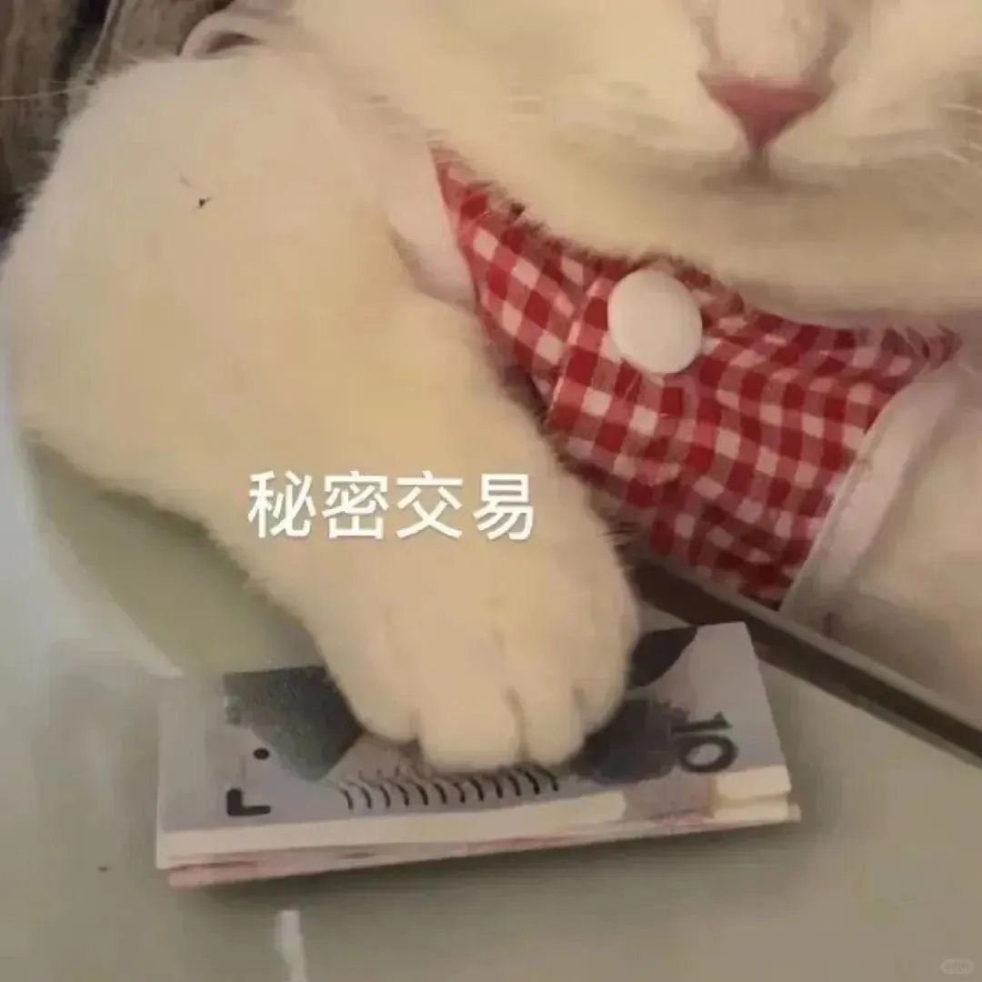 表情包3⃣️0⃣️｜“不知所措”猫