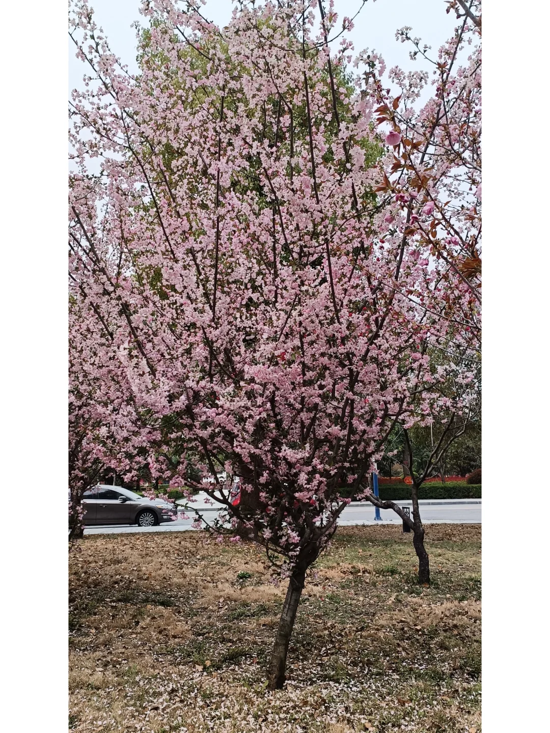 俗有人比花娇，殊不知还有花比人娇