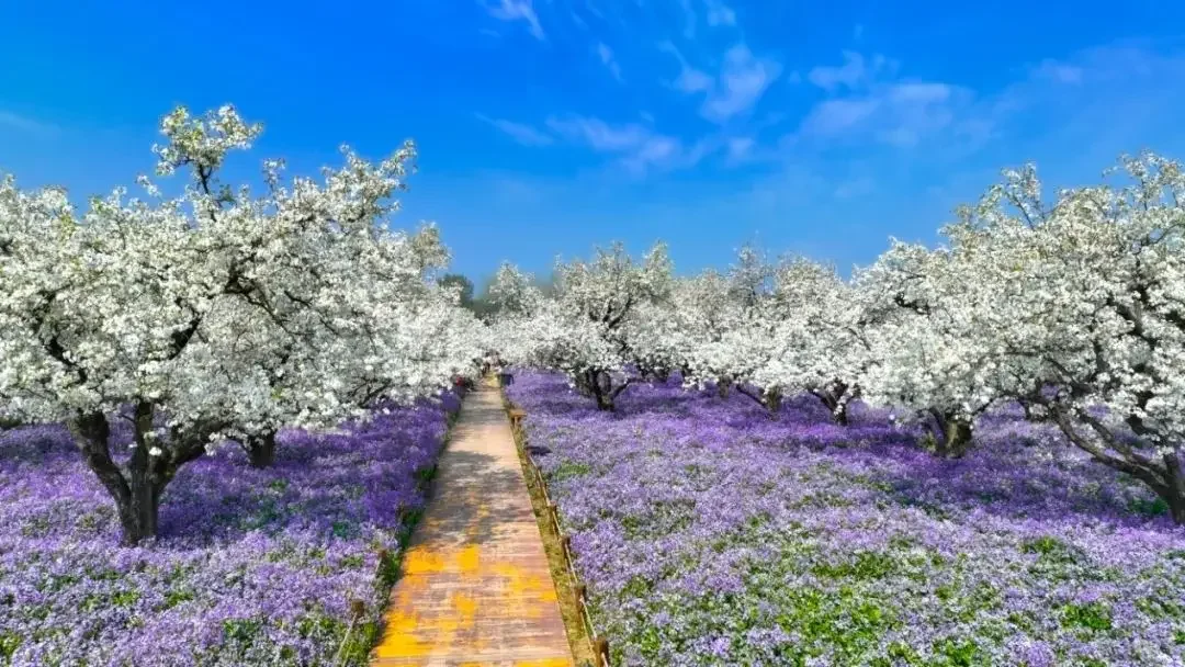 虞城旅游攻略，豫东小城的历史韵味之旅！