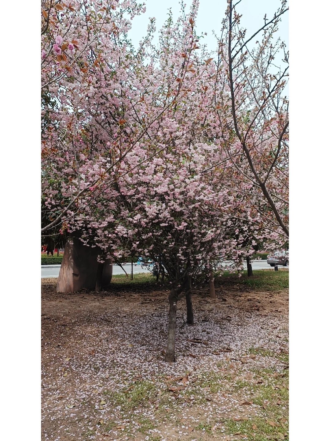 俗有人比花娇，殊不知还有花比人娇