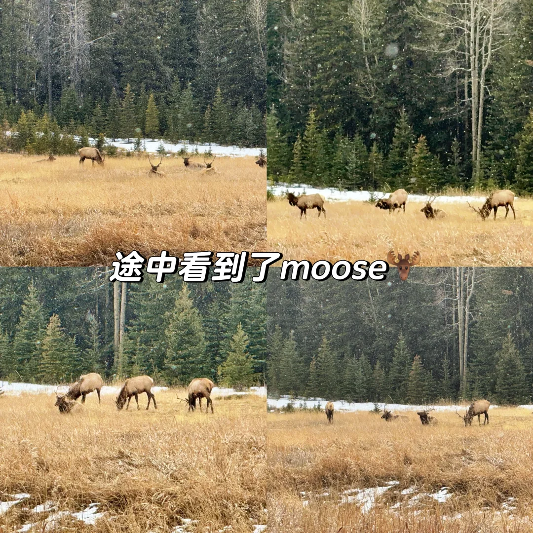 ??Banff自驾4天3晚旅游攻略?