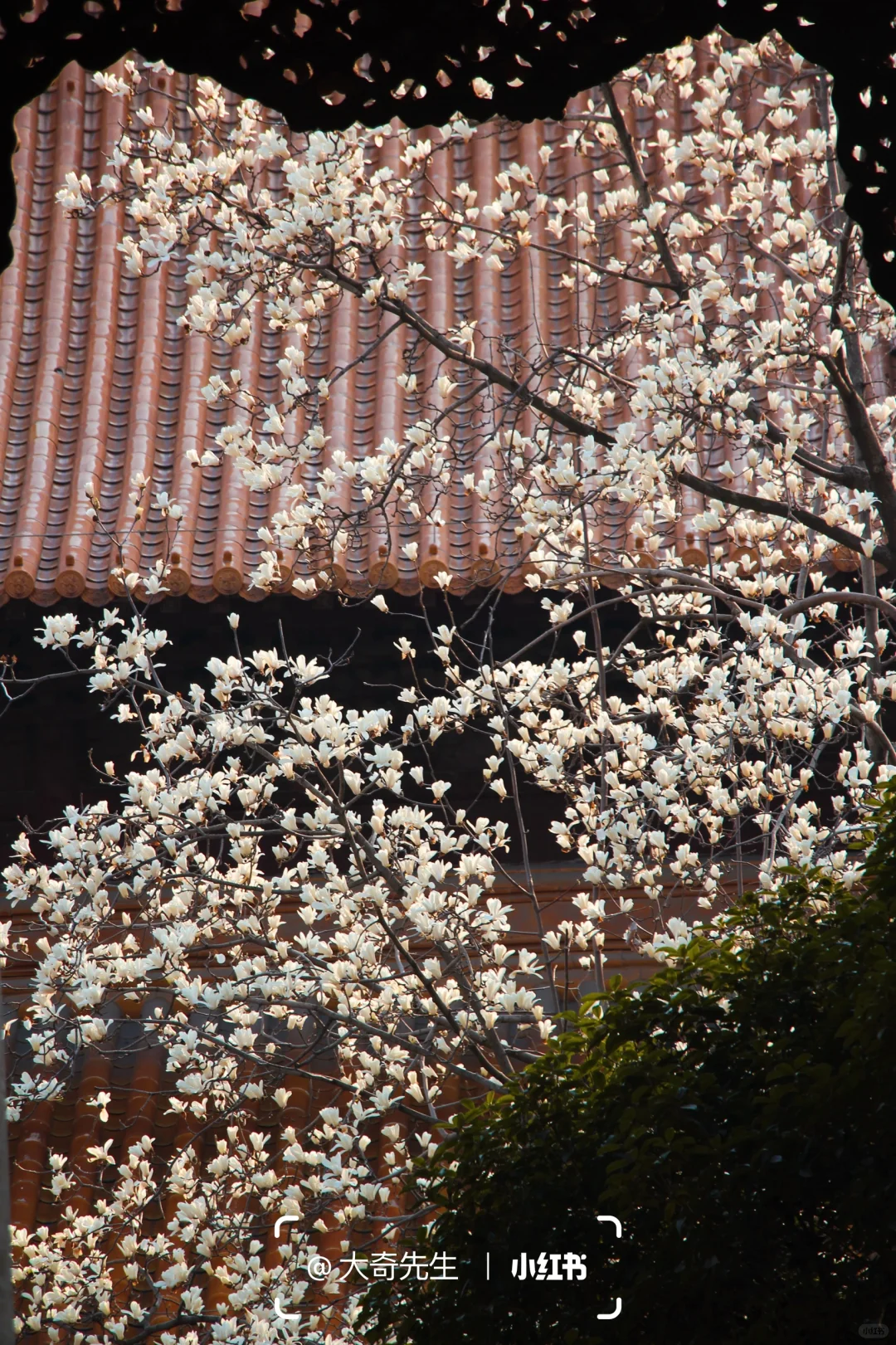 春日上春山｜邂逅南京朝天宫的国风和玉兰