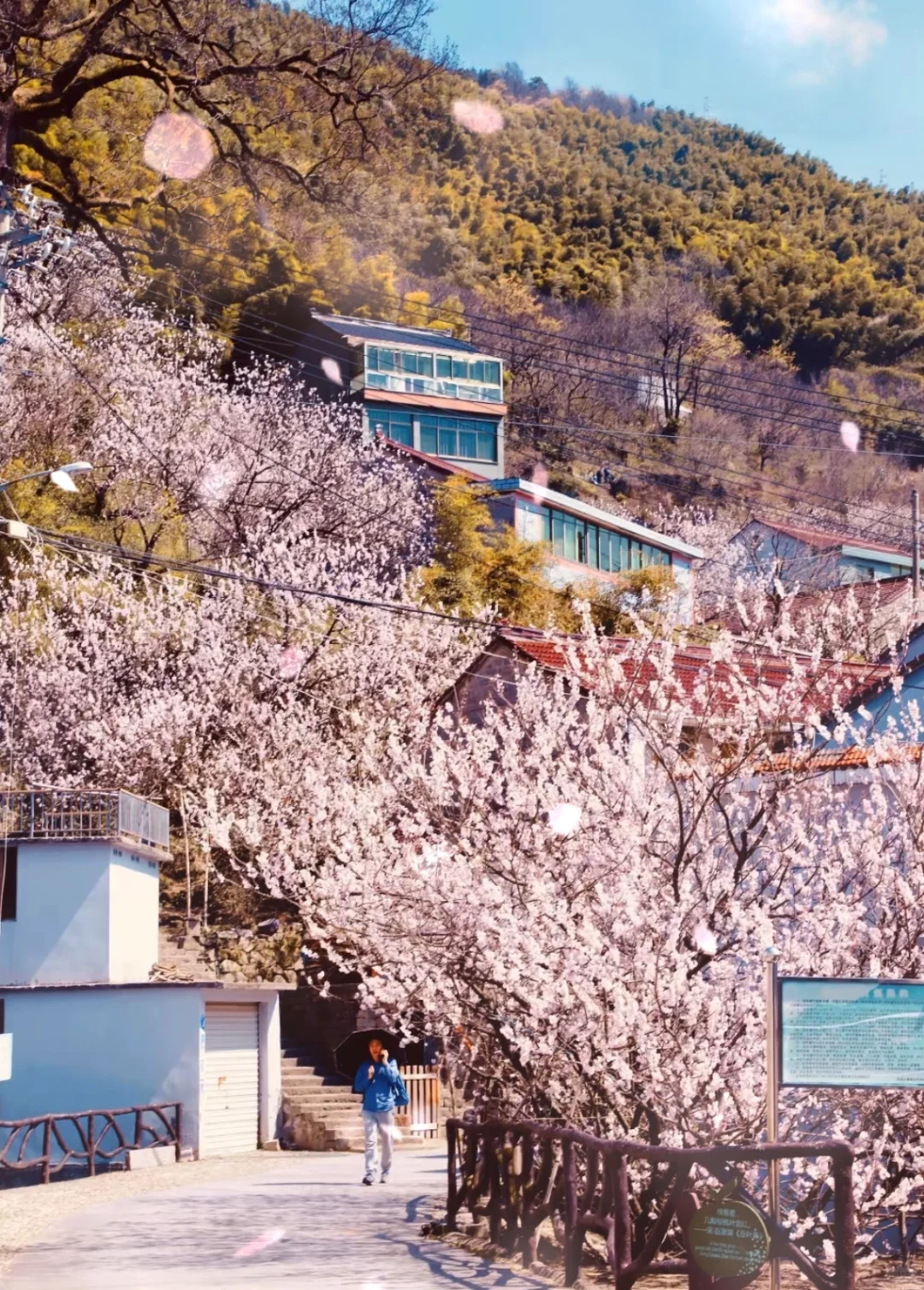 上海出发｜3.16 四明山深处 悬岩村樱花烂漫