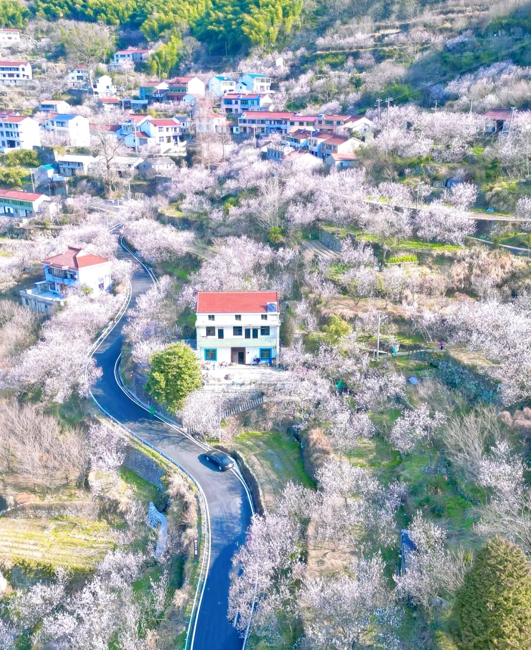 上海出发｜3.16 四明山深处 悬岩村樱花烂漫