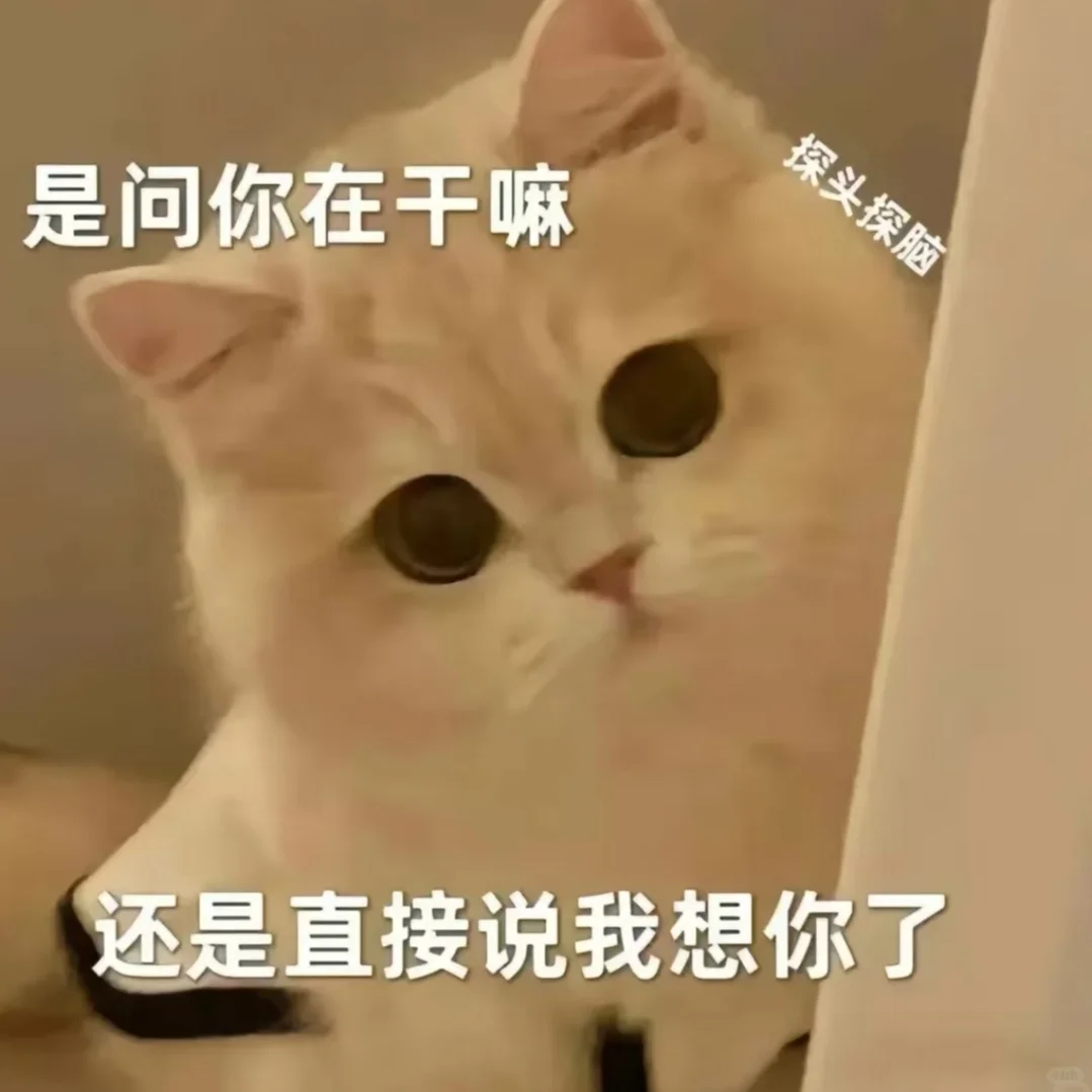 恋爱表情包|怎么会有这么粘人的猫咪~！