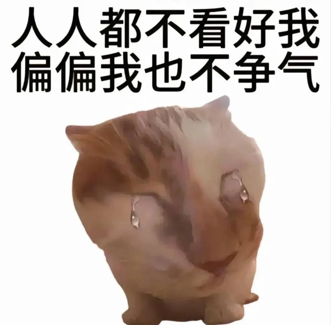 热门猫meme｜我真得好好调教你了