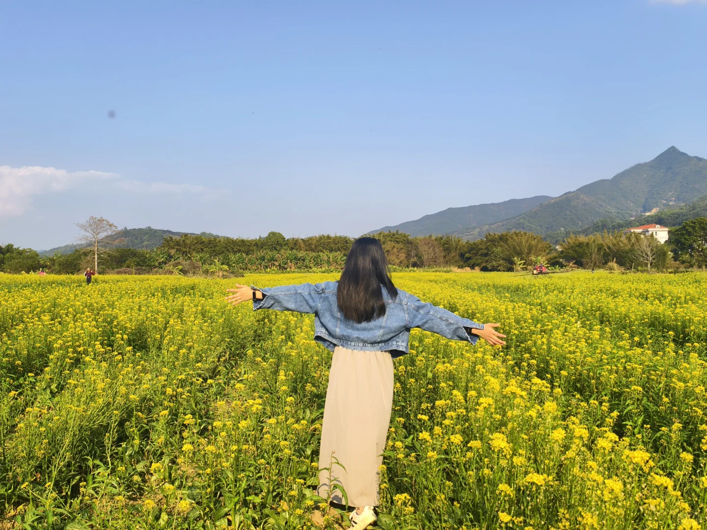 再不去拍?油菜花就没啦