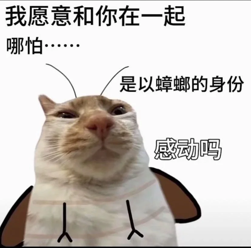 热门猫meme｜我真得好好调教你了