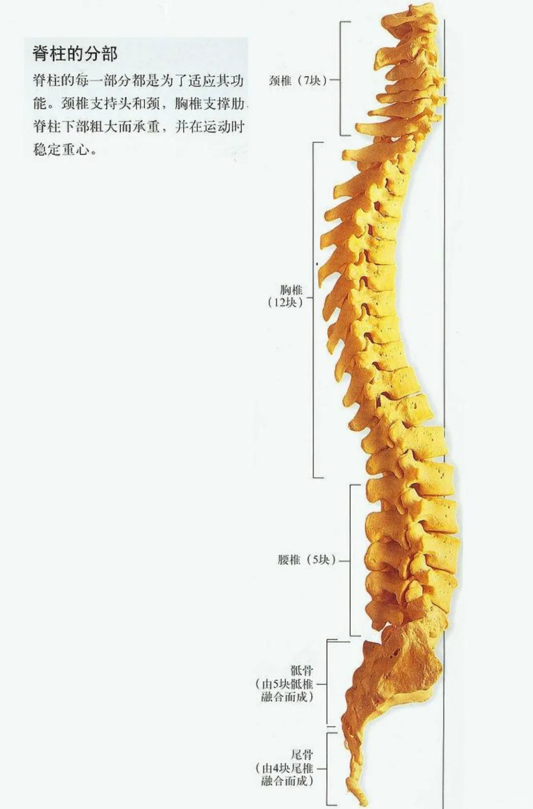 健康的S形是脊柱成弓