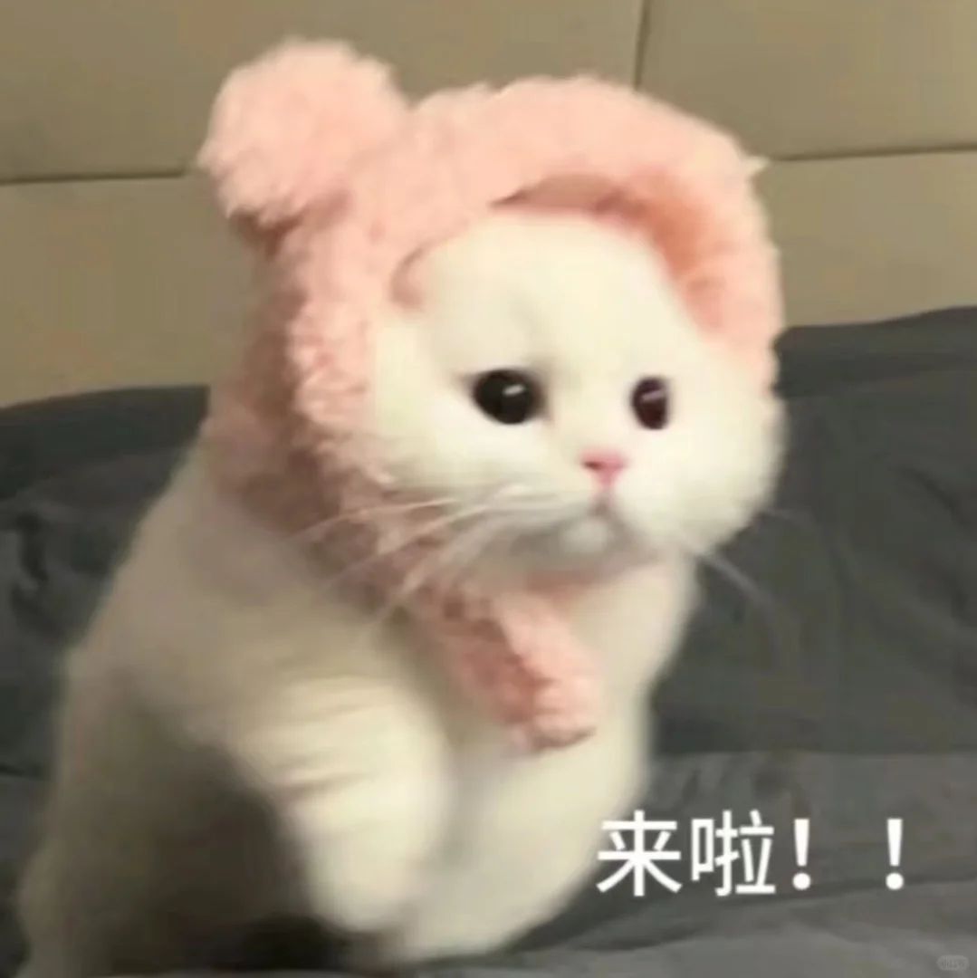 恋爱表情包|怎么会有这么粘人的猫咪~！