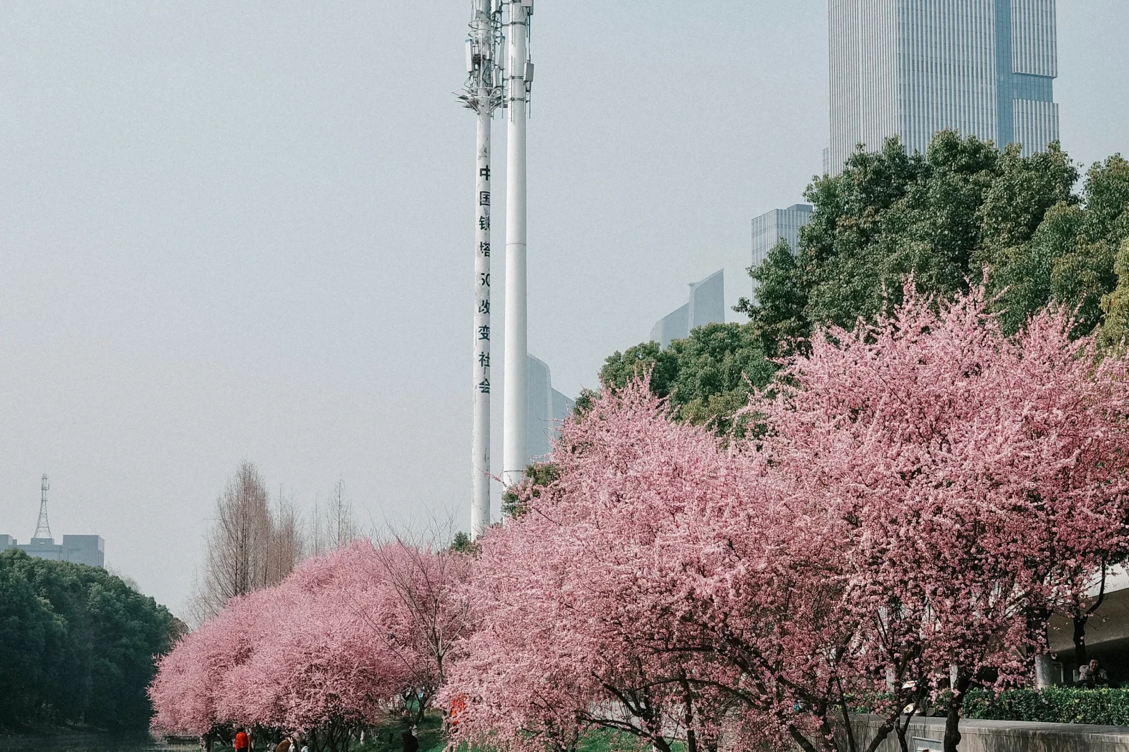 南京拍照📷，阳光下的大片美人梅