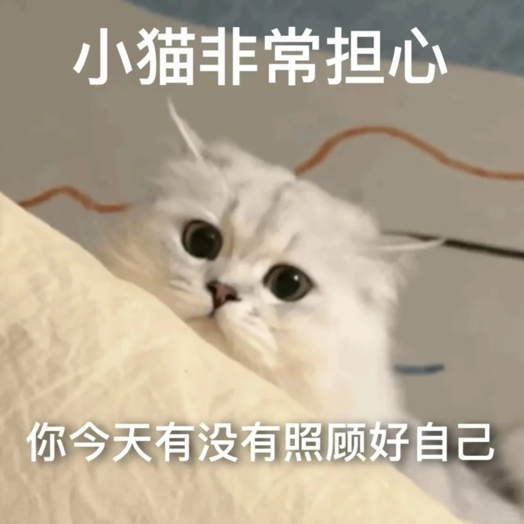 恋爱表情包|怎么会有这么粘人的猫咪~！