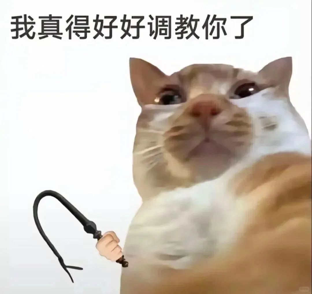 热门猫meme｜我真得好好调教你了