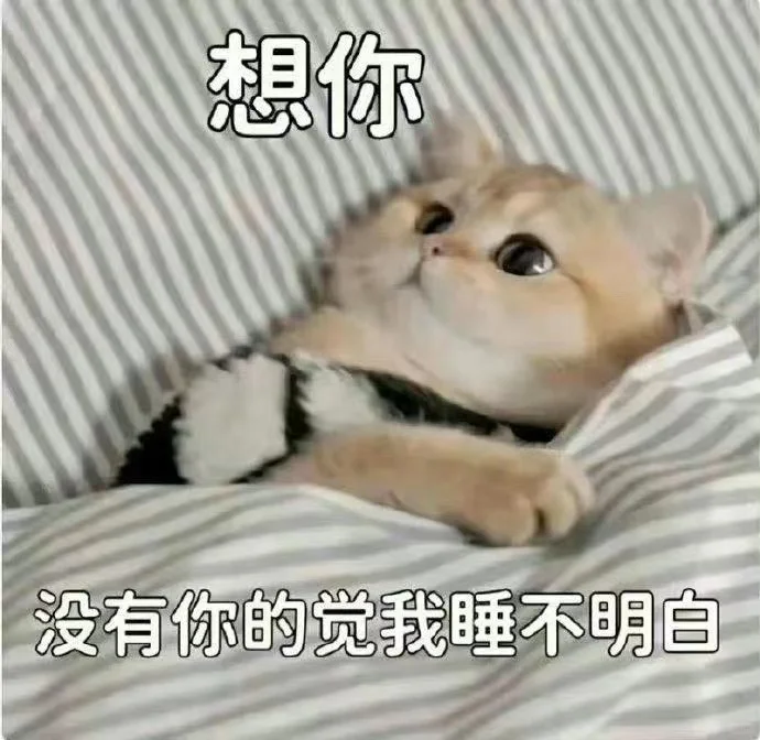 超可爱又正经的猫猫表情包哦～