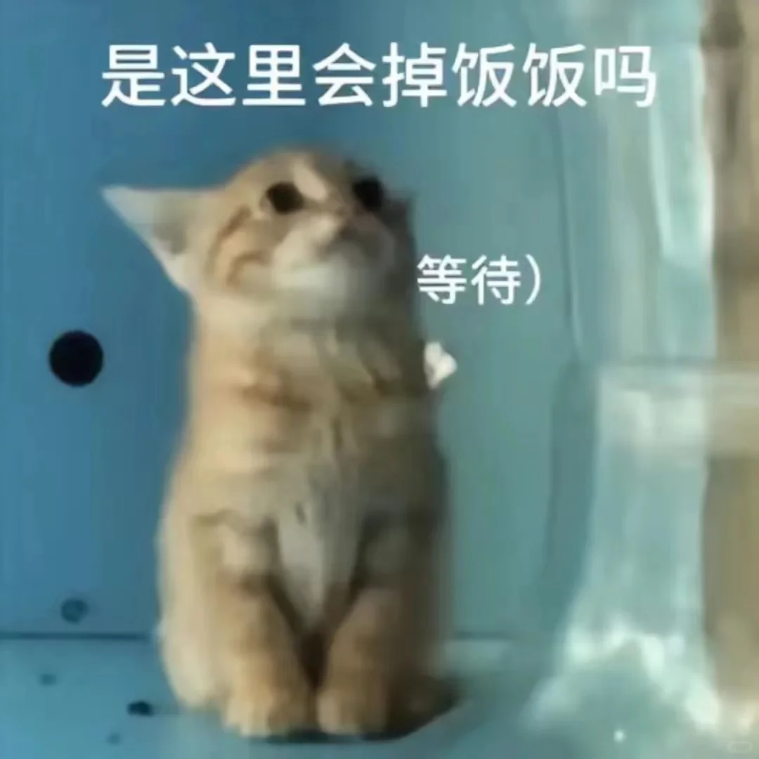 猫me表情包|我踏马吃吃吃