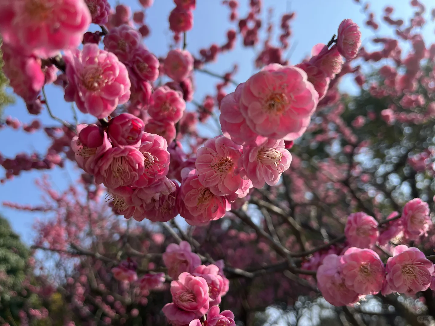 粉色娇嫩，不止胖橘喜欢，我也喜欢💕