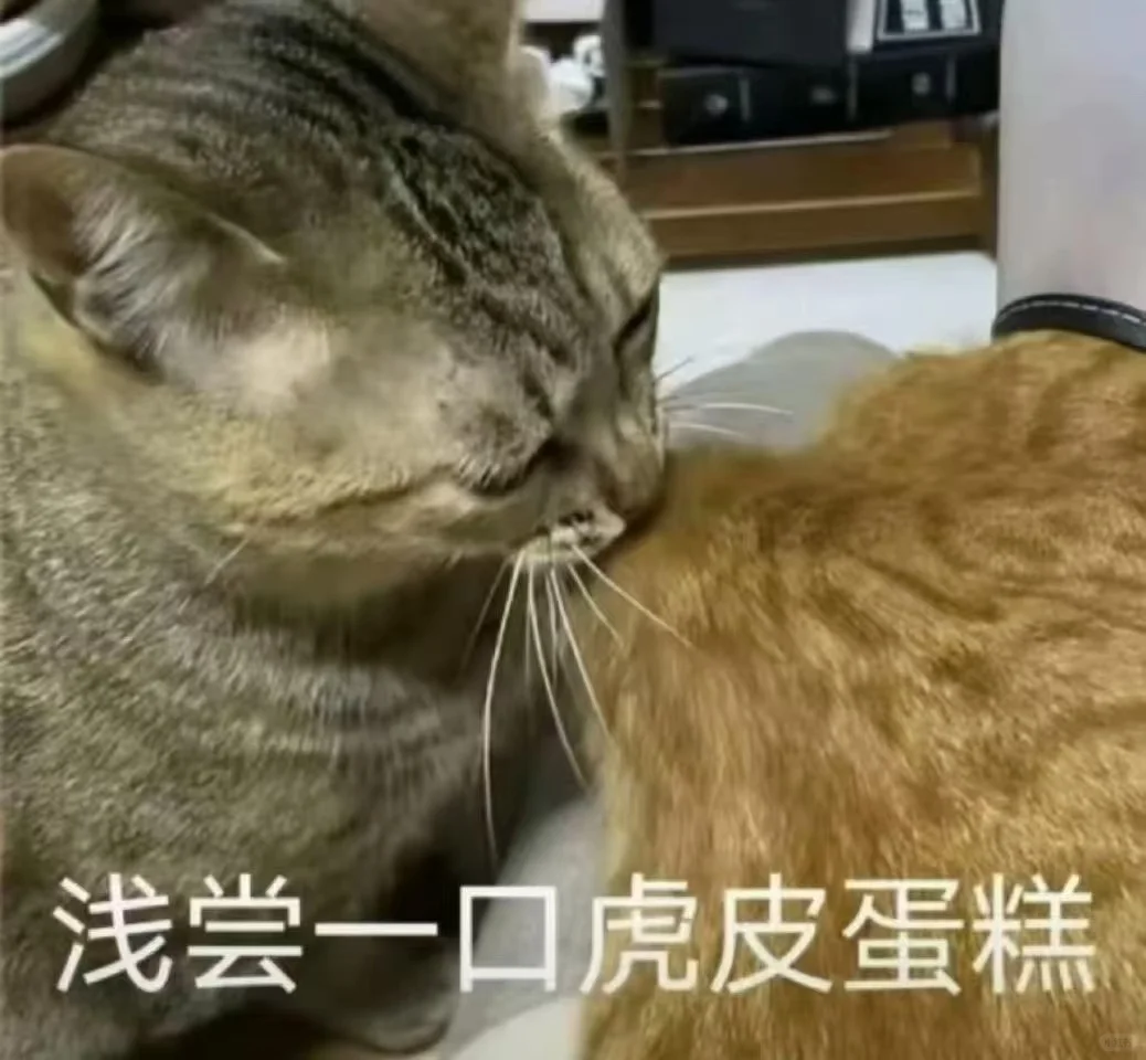 超可爱又正经的猫猫表情包哦～