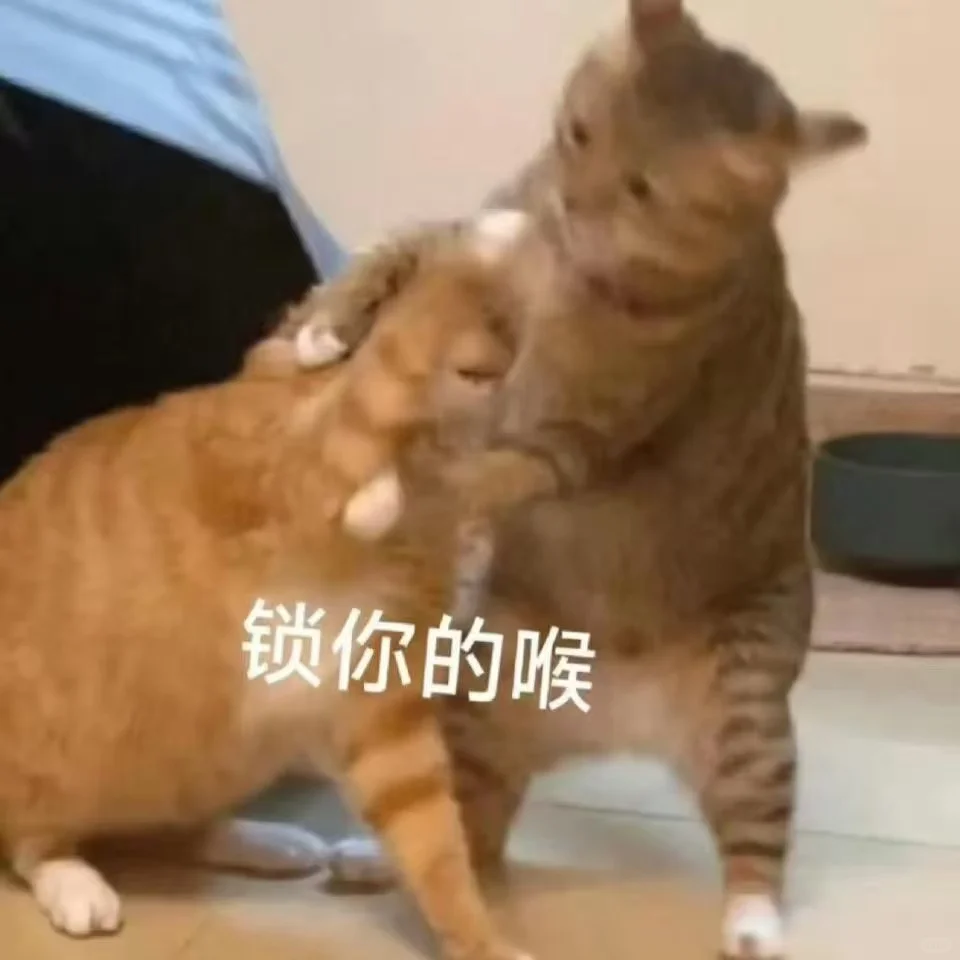 超可爱又正经的猫猫表情包哦～