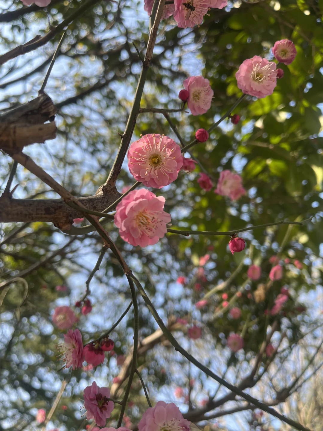 粉色娇嫩，不止胖橘喜欢，我也喜欢?