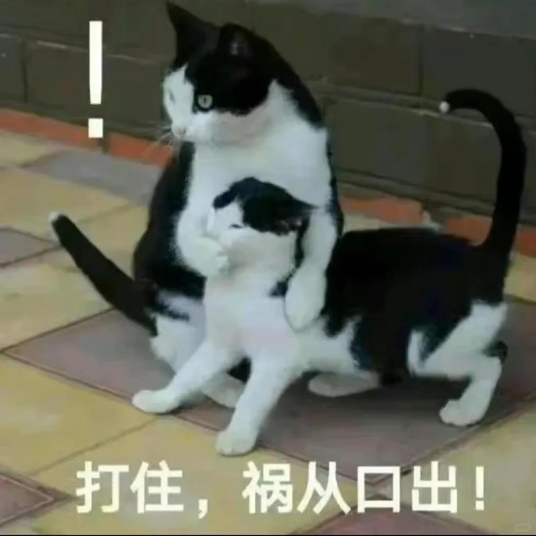 超可爱又正经的猫猫表情包哦～