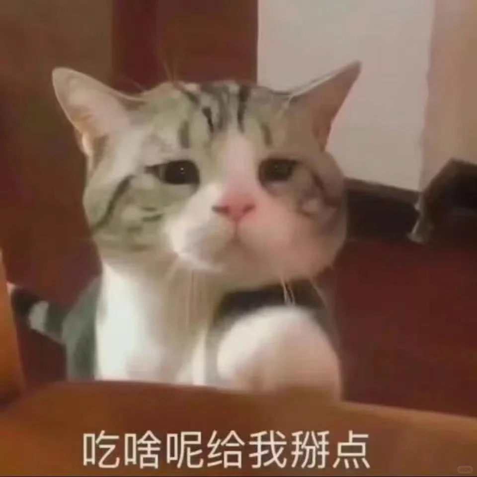 超可爱又正经的猫猫表情包哦～