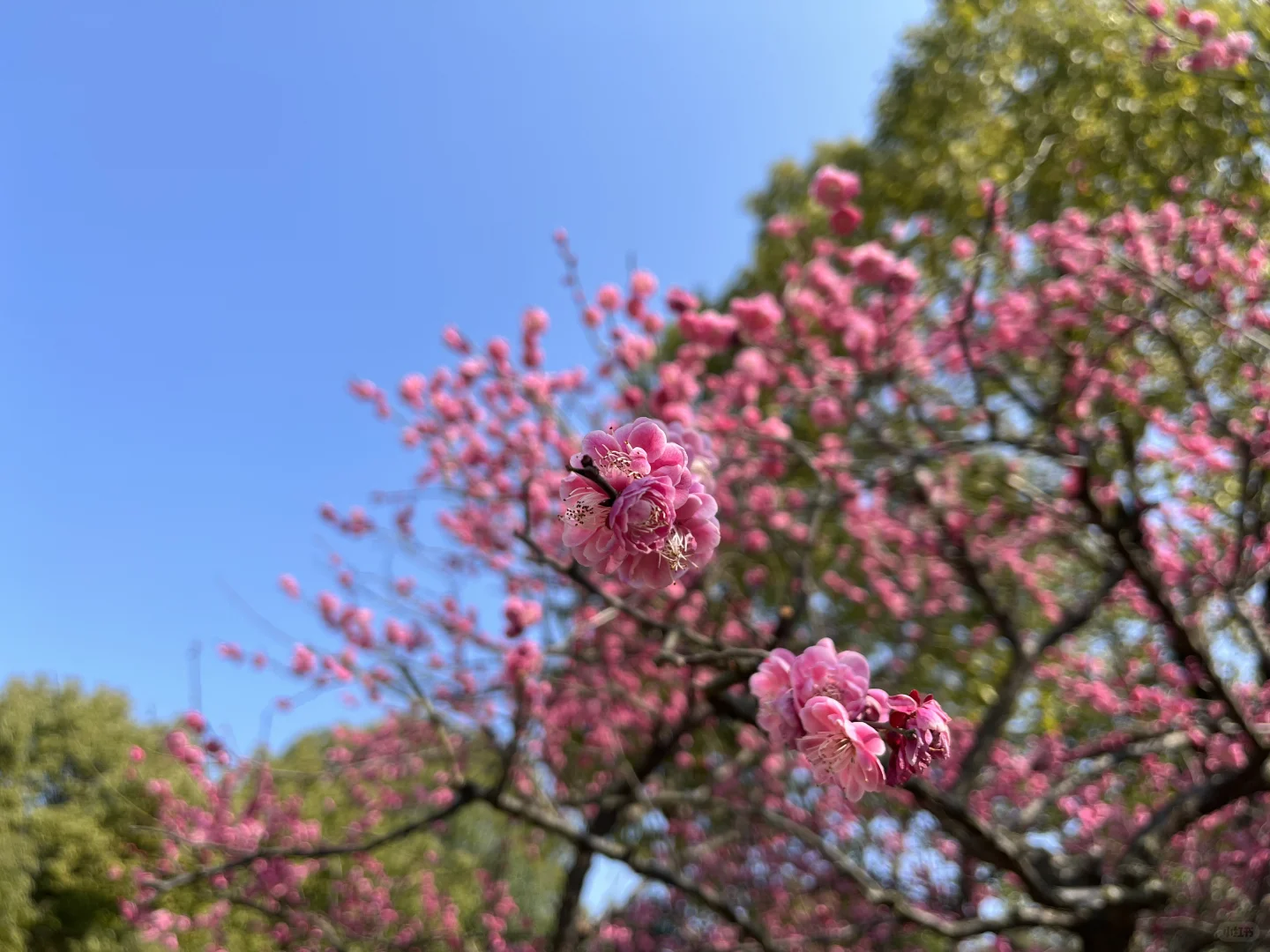 粉色娇嫩，不止胖橘喜欢，我也喜欢?