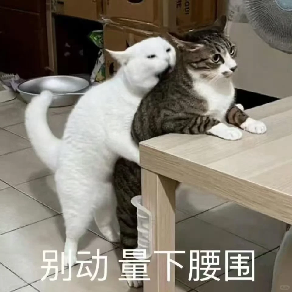 超可爱又正经的猫猫表情包哦～