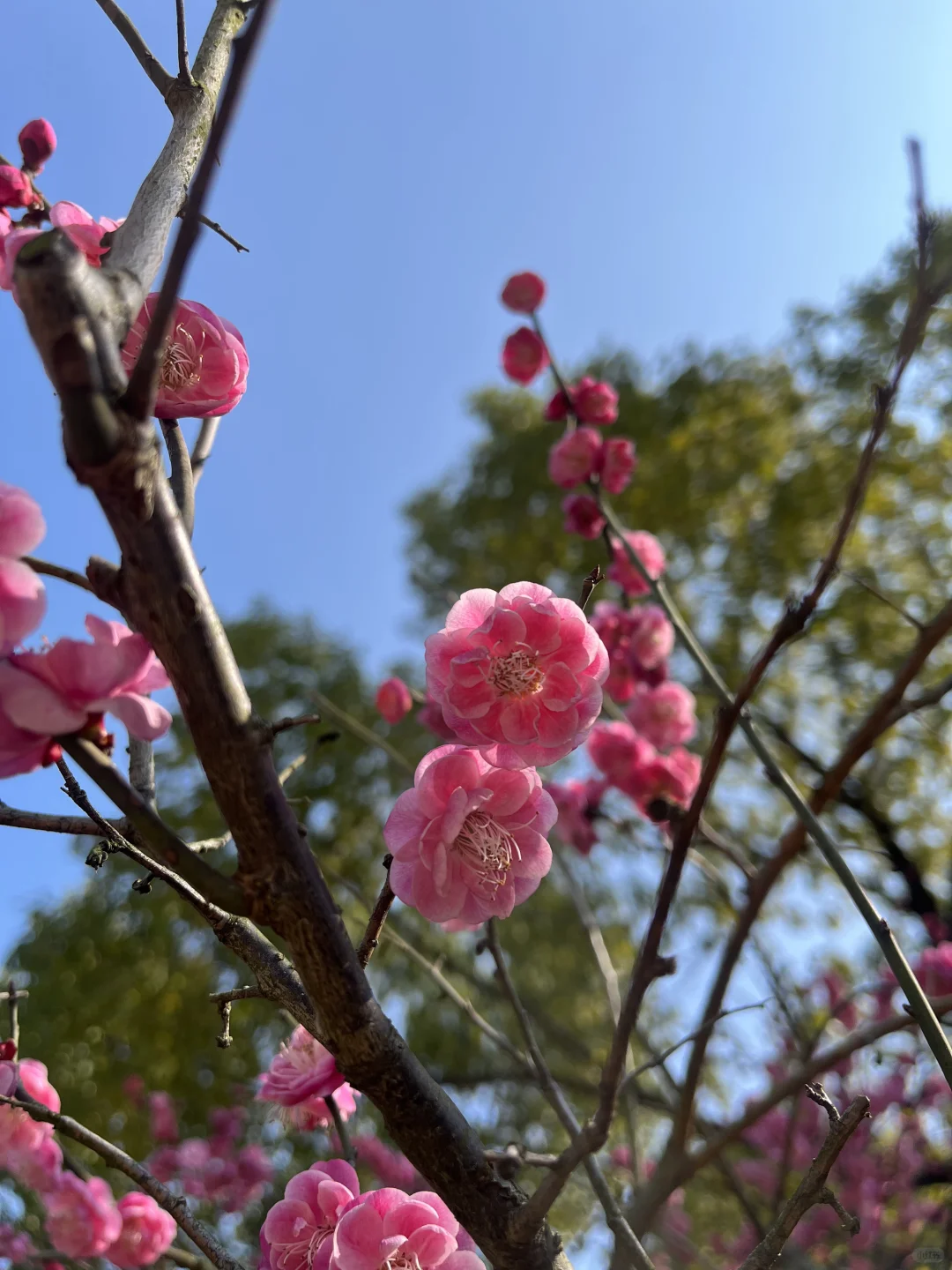 粉色娇嫩，不止胖橘喜欢，我也喜欢?