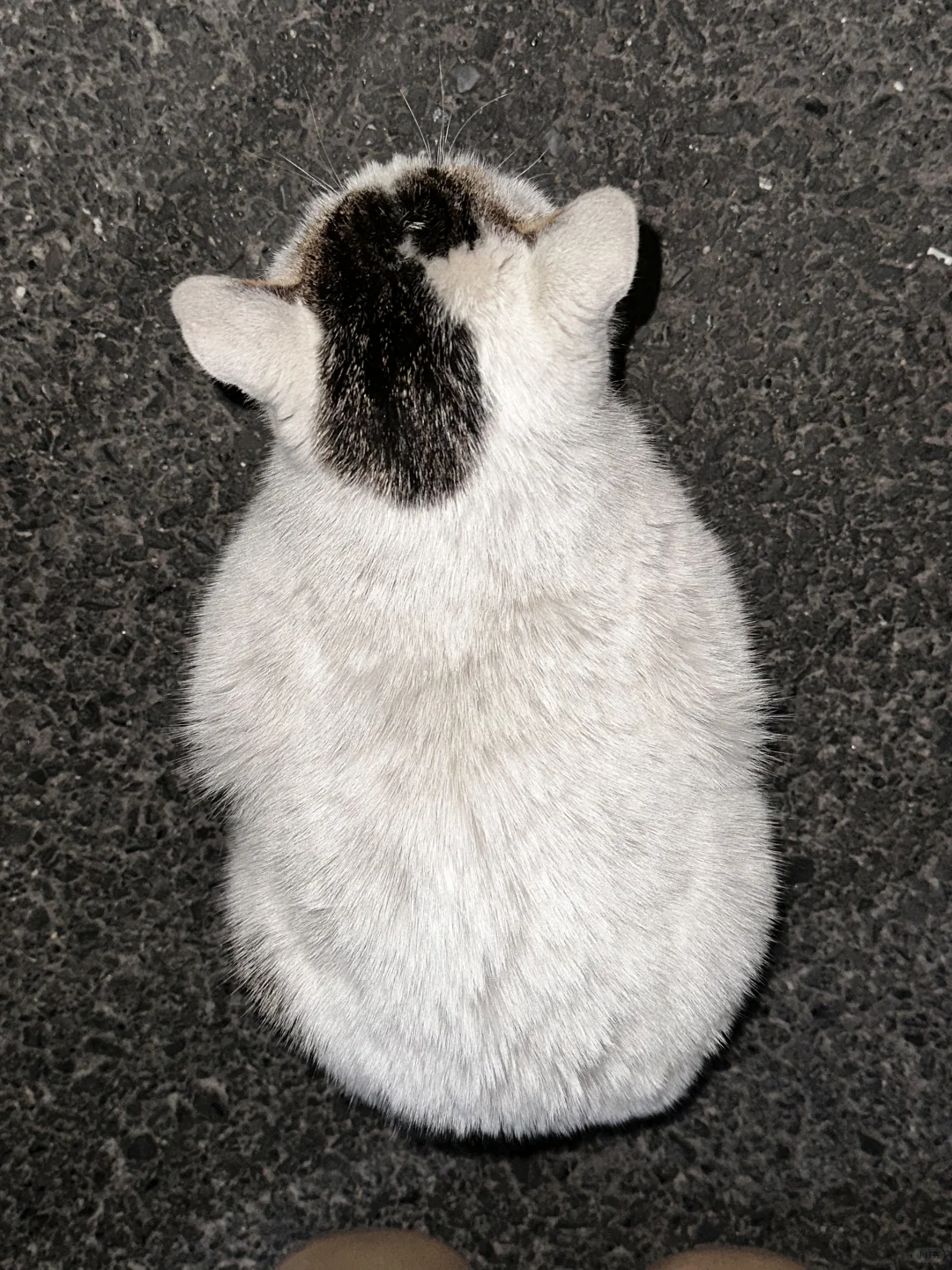 没有豪猫我就从演播楼顶楼做自由落体了