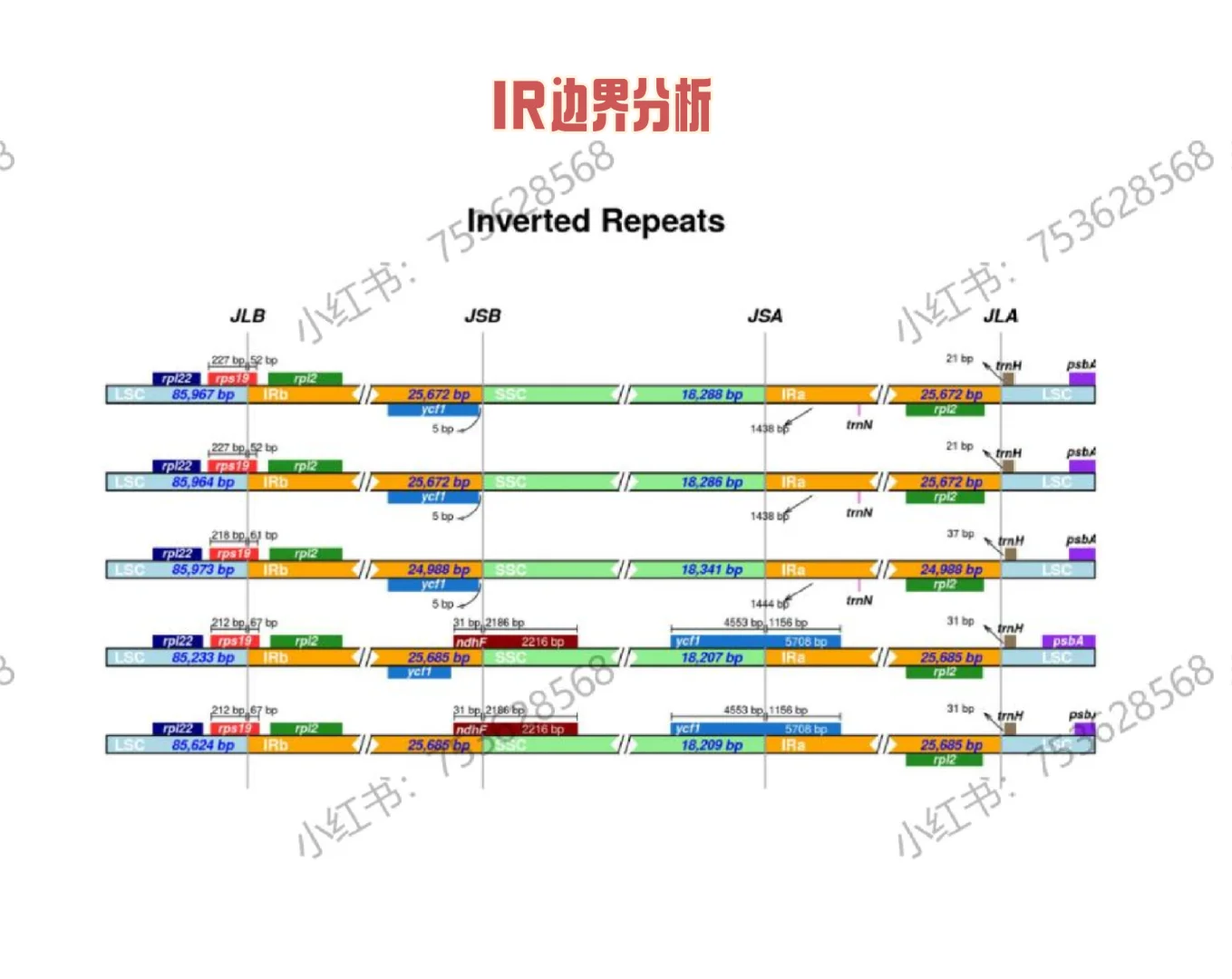 叶绿体全基因组分析相关图分享