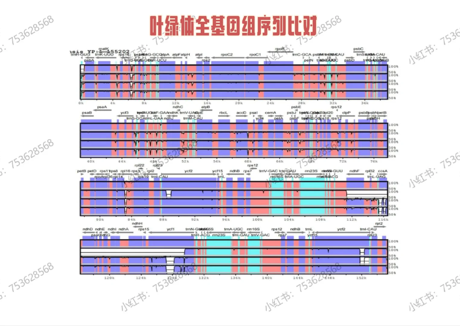 叶绿体全基因组分析相关图分享