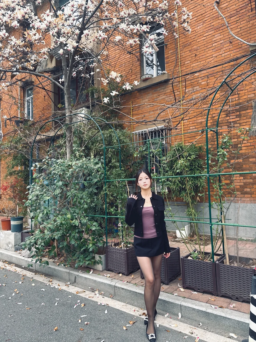 温柔如玉兰花盛开