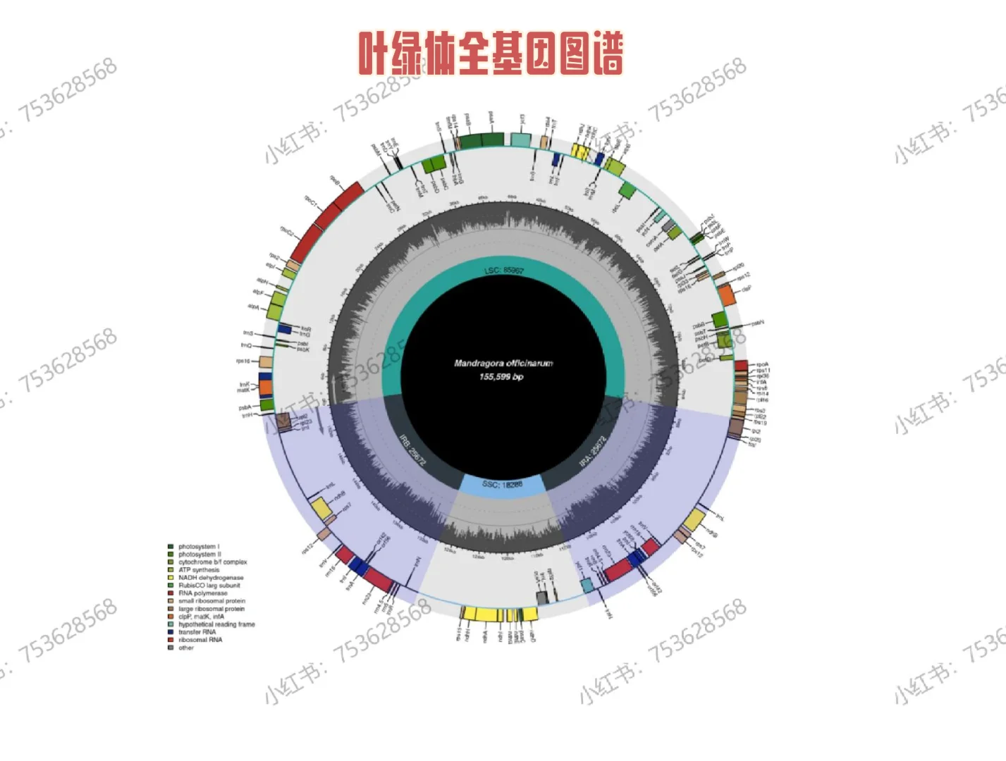 叶绿体全基因组分析相关图分享