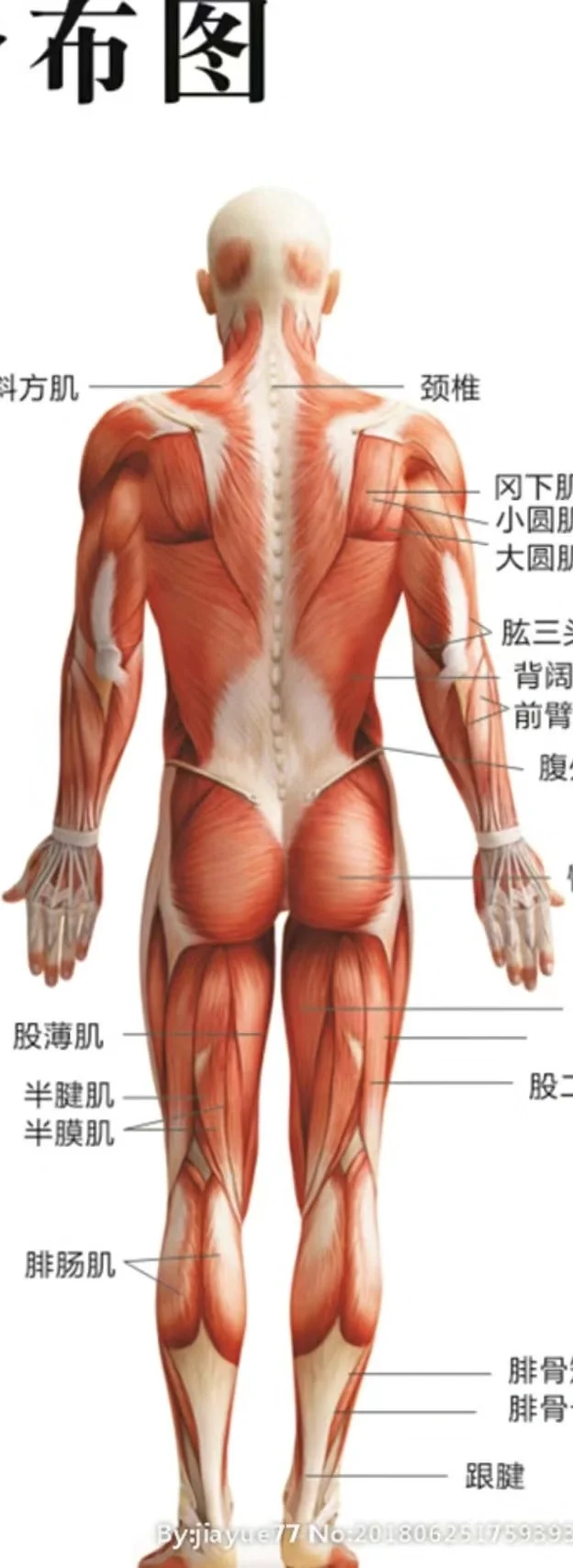 自测有效的缓解盆腔淤血的方法