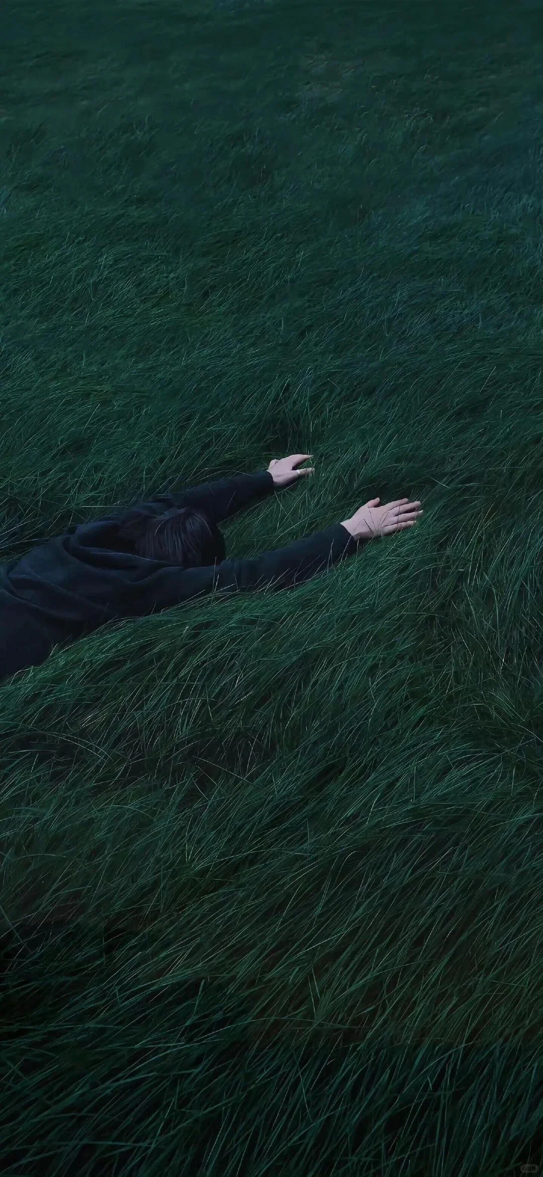 4K|野生壁纸